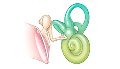 Ear Section