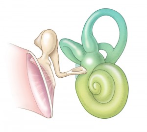 illustration of ossicles