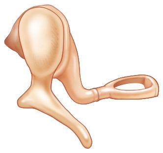 Ear-1.4-ossicles